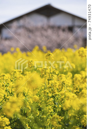 佐布里池 梅の館 菜の花畑 春到来 黄色 明るい 鮮やか 華やか 元気 2021 佐布里池 梅の館 菜の花畑 春到来 黄色 明るい 鮮やか 華やか 元気 2021 74931470