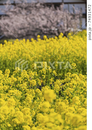 佐布里池　梅の館　菜の花畑　春到来　黄色　明るい　鮮やか　華やか　元気　2021 74931472