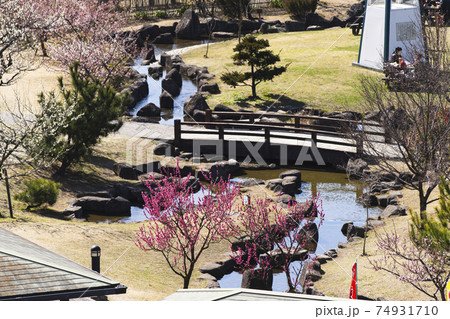 佐布里池　梅の館前　うめと河津桜の　ふれあい広場　2021 74931710