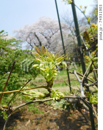 小石川植物園のムベ 小石川植物園のムベ 74931903