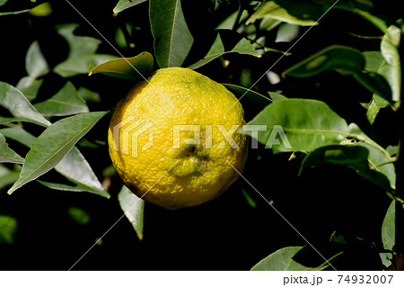 三鷹中原になる未完熟のユズの実 74932007