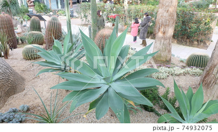 温室 サボテン 植物 74932075