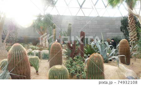 温室 サボテン 植物 74932108