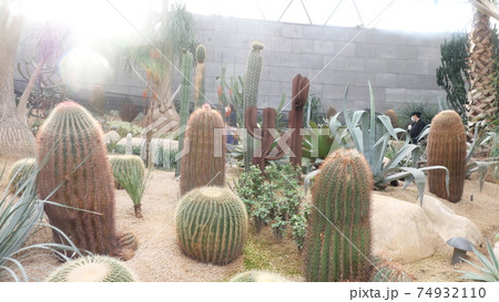 温室 サボテン 植物 74932110