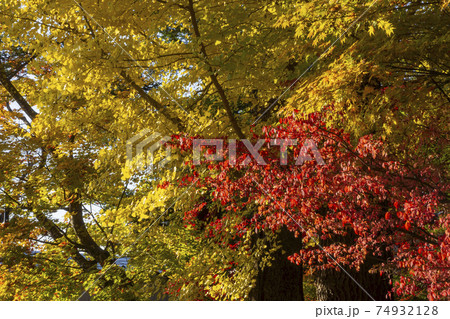 カラフルな紅葉 74932128