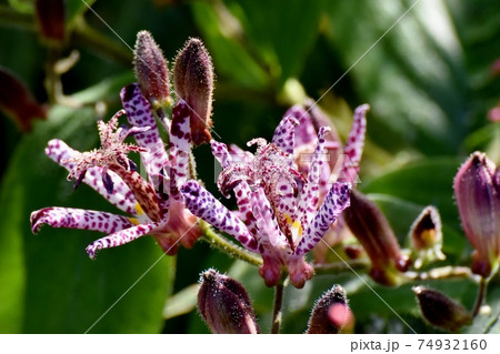 三鷹中原に咲く赤紫色のホトトギスの花 74932160