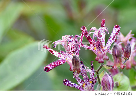 三鷹中原に咲く紫色のホトトギスの花 74932235