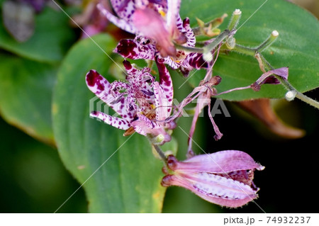 三鷹中原に咲く紫色のホトトギスの花 74932237