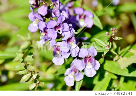 三鷹中原に咲く紫色のアンゲロニアの花 三鷹中原に咲く紫色のアンゲロニアの花 74932241