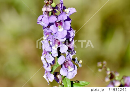 三鷹中原に咲く紫色のアンゲロニアの花 74932242