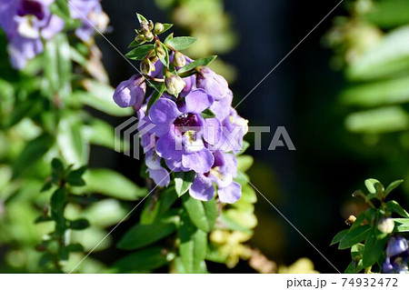 三鷹中原に咲く紫色のアンゲロニアの花 74932472
