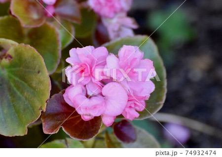 三鷹中原に咲くピンクの八重咲きベゴニアの花の写真素材