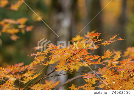 カラフルな紅葉 カラフルな紅葉 74932556