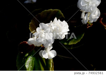 三鷹中原に咲く白色の八重咲きベゴニアの花 74932561