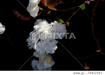 三鷹中原に咲く白色の八重咲きベゴニアの花 74932567