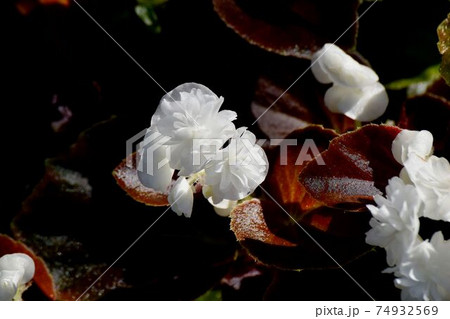 三鷹中原に咲く白色の八重咲きベゴニアの花 74932569