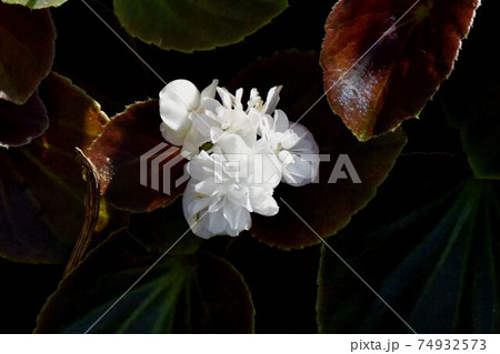 三鷹中原に咲く白色の八重咲きベゴニアの花 74932573