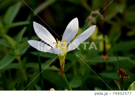 三鷹中原に咲く白いタマスダレの花 三鷹中原に咲く白いタマスダレの花 74932577