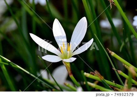 三鷹中原に咲く白いタマスダレの花 74932579