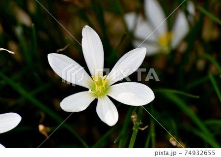 三鷹中原に咲く白いタマスダレの花 74932655