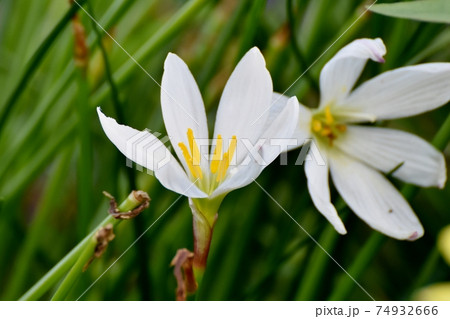 三鷹中原に咲く白いタマスダレの花 74932666