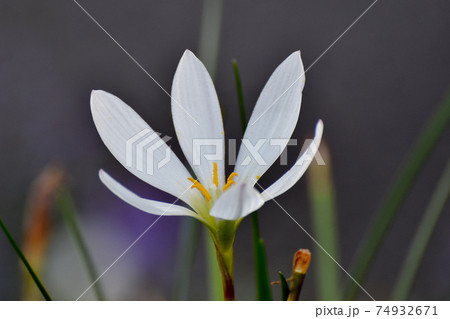 三鷹中原に咲く白いタマスダレの花 74932671