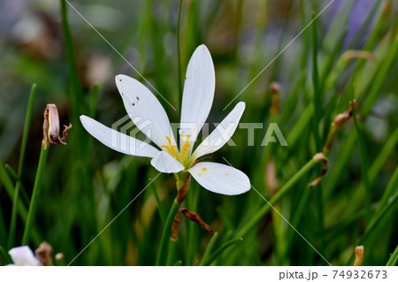 三鷹中原に咲く白いタマスダレの花 74932673