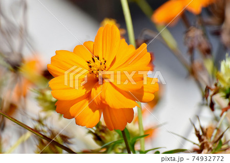三鷹中原に咲くオレンジ色のキバナコスモスの花 74932772