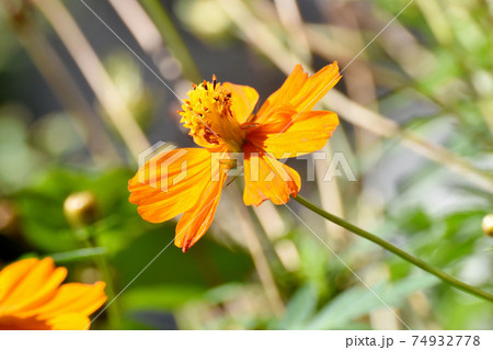 三鷹中原に咲くオレンジ色のキバナコスモスの花 74932778