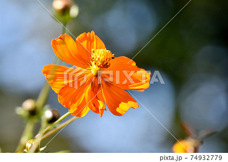三鷹中原に咲くオレンジ色のキバナコスモスの花 三鷹中原に咲くオレンジ色のキバナコスモスの花 74932779