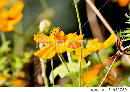 三鷹中原に咲くオレンジ色のキバナコスモスの花 74932780