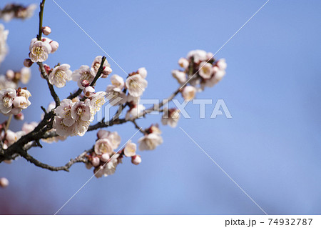 清楚な薄いピンク色の梅の花　佐布里池　梅まつり　2021 74932787