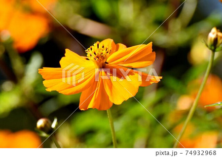 三鷹中原に咲くオレンジ色のキバナコスモスの花 74932968