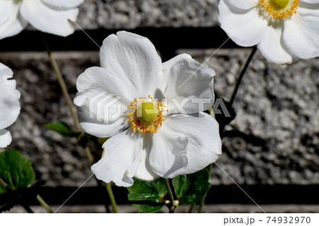 三鷹中原に咲く白いシュウメイギクの花 三鷹中原に咲く白いシュウメイギクの花 74932970