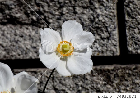 三鷹中原に咲く白いシュウメイギクの花 74932971