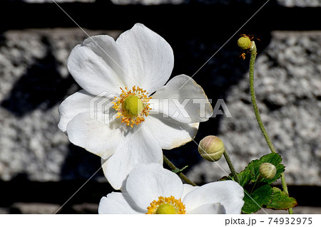 三鷹中原に咲く白いシュウメイギクの花 74932975
