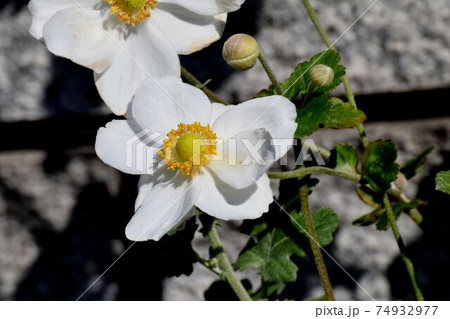 三鷹中原に咲く白いシュウメイギクの花 74932977