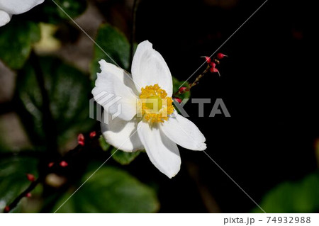 三鷹中原に咲く白いシュウメイギクの花 74932988