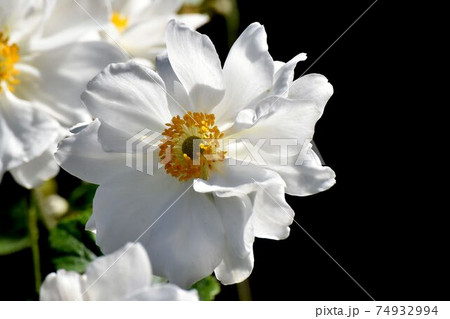 三鷹中原に咲く白いシュウメイギクの花 74932994