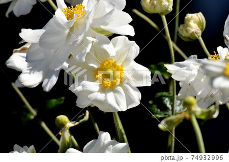 三鷹中原に咲く白いシュウメイギクの花 三鷹中原に咲く白いシュウメイギクの花 74932996