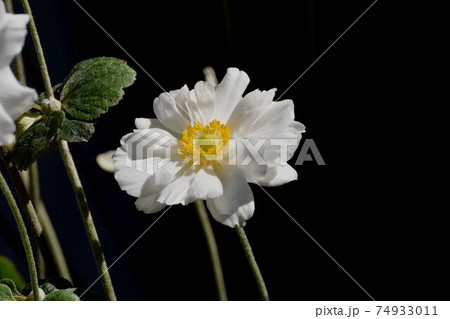 三鷹中原に咲く白いシュウメイギクの花 74933011