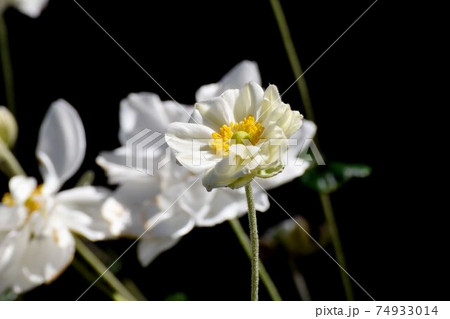 三鷹中原に咲く白いシュウメイギクの花 74933014