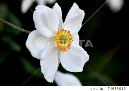 三鷹中原に咲く白いシュウメイギクの花 74933016