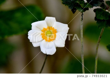 三鷹中原に咲く白いシュウメイギクの花 74933021