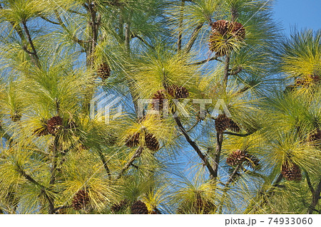 巨大な松かさが鈴なりのダイオウショウ（大王松）　針葉はマツ属最長 74933060