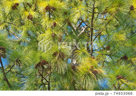 巨大な松かさを鈴なりにしたダイオウショウ（大王松）　針葉はマツ属最長 74933066