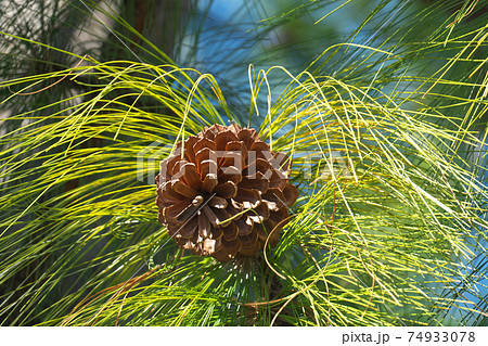 ダイオウショウ（大王松）の巨大松ぼっくりとマツ属最長の針葉の写真