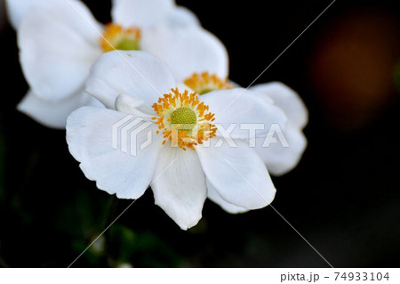 三鷹中原に咲く白いシュウメイギクの花 三鷹中原に咲く白いシュウメイギクの花 74933104