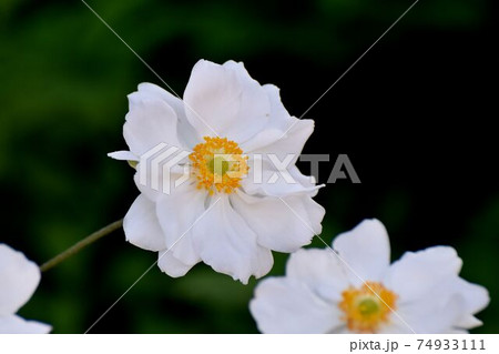 三鷹中原に咲く白いシュウメイギクの花 三鷹中原に咲く白いシュウメイギクの花 74933111