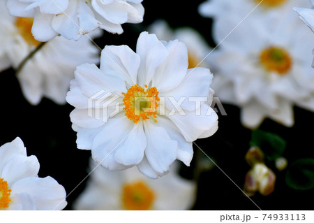 三鷹中原に咲く白いシュウメイギクの花 三鷹中原に咲く白いシュウメイギクの花 74933113
